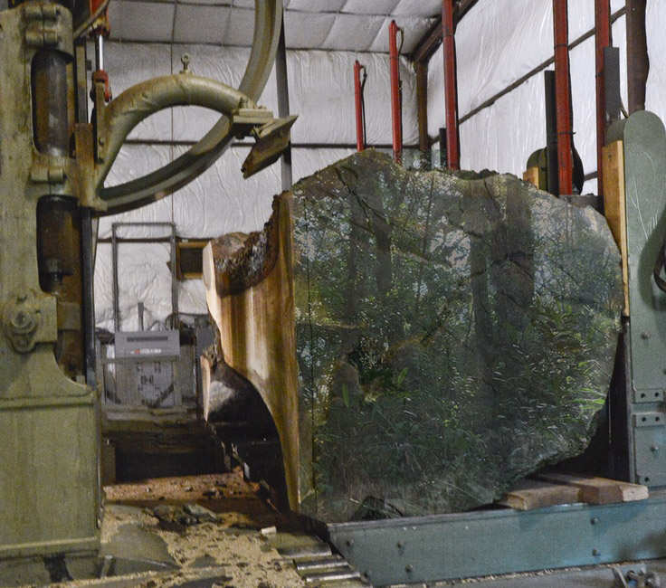 Processing raw organic Suar Wood Trunk
